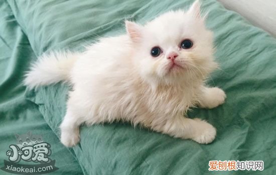 猫耳朵会有哪些疾病,猫耳朵会生什么疾病,猫耳朵容易得什么病，猫耳朵都有什么病