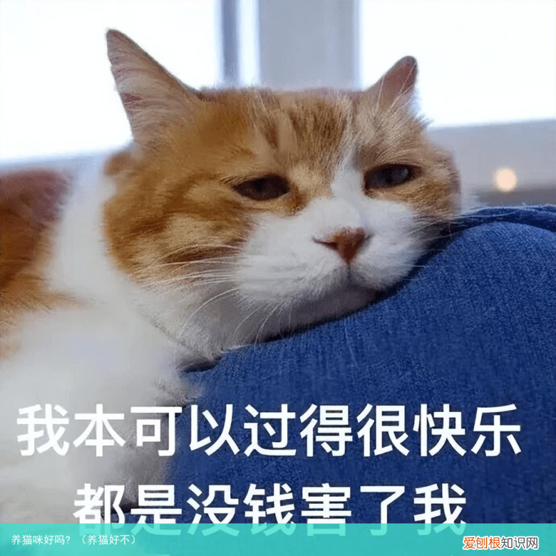 养猫好不 养猫咪好吗?