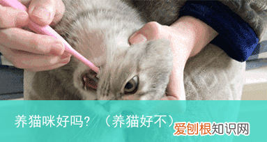 养猫好不 养猫咪好吗?