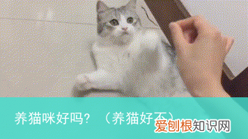 养猫好不 养猫咪好吗?