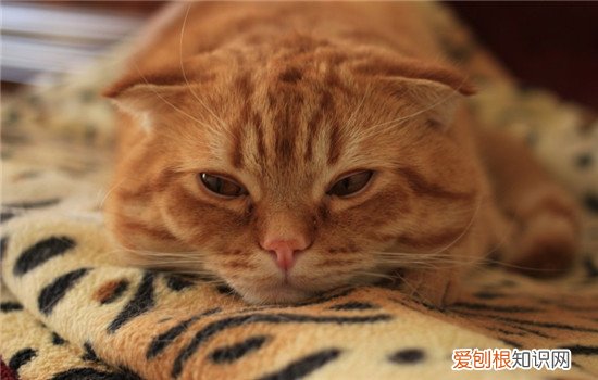 猫咪下泌尿道疾病,猫下泌尿道疾病怎么治,猫咪泌尿道疾病乱尿，猫下泌尿道疾病包括哪些常见疾病?如何诊断,治疗方案?