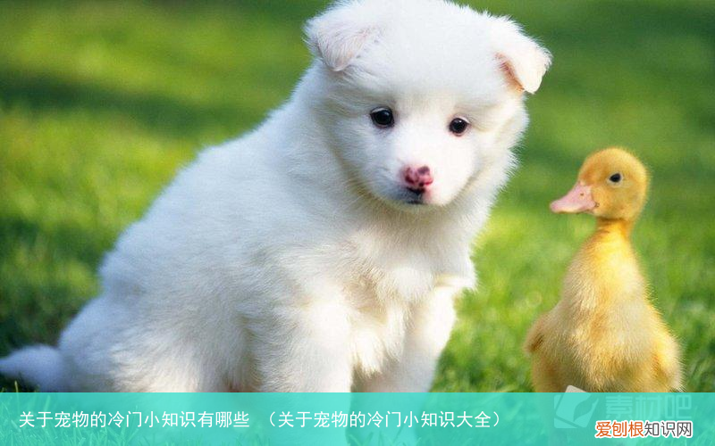 关于宠物的冷门小知识大全 关于宠物的冷门小知识有哪些