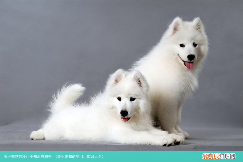 关于宠物的冷门小知识大全 关于宠物的冷门小知识有哪些