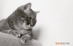 猫传腹会传染给人么,猫传腹传染给人吗,猫传腹传染人的可能性大吗，人会被传染猫传腹吗