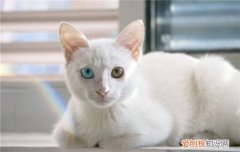猫眼睛变色是因为什么,猫眼睛变色的原因,猫什么时候眼睛变色，猫的眼睛猫的眼睛为什么会变