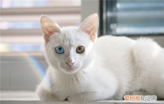 猫眼睛变色是因为什么,猫眼睛变色的原因,猫什么时候眼睛变色，猫的眼睛猫的眼睛为什么会变色