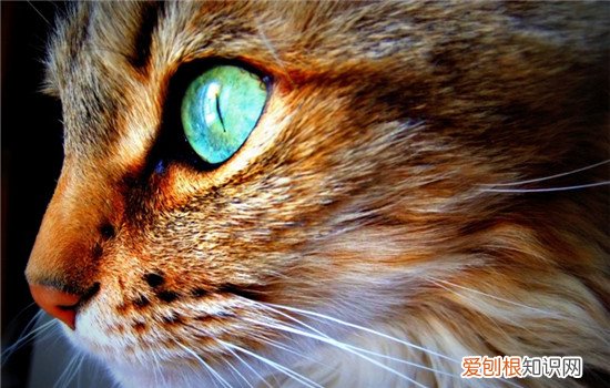 猫眼睛变色是因为什么,猫眼睛变色的原因,猫什么时候眼睛变色，猫的眼睛猫的眼睛为什么会变色