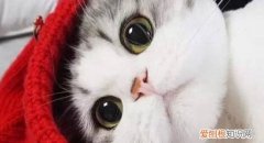 小猫眼角分泌物黄,小猫眼角下面的猫黄怎么消除,小猫眼角老是被黄色分泌物念珠