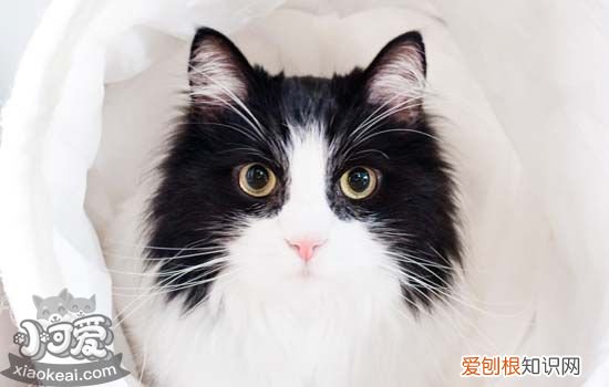 猫咪眼睛红肿怎么办,猫咪眼睛红肿的原因,猫咪眼睛红肿有分泌物是怎么回事