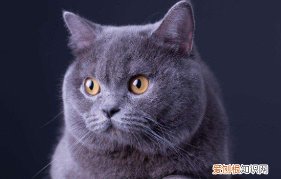 蓝猫有黑白色串的吗 黑猫和蓝猫串生出来什么