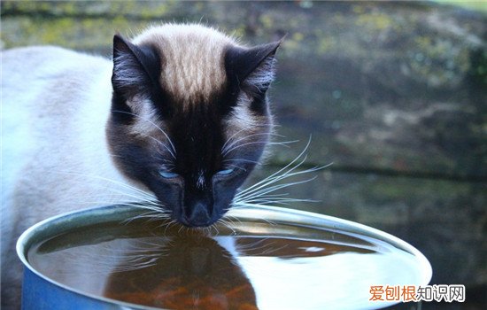 猫咪导尿后还是尿不出,猫咪导尿后的症状,猫咪导尿后尿血，猫咪导尿导出来的都是血