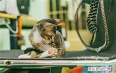 猫软骨病的症状,猫软骨病怎么治疗,猫软骨病是怎么引起的，猫软骨病发病