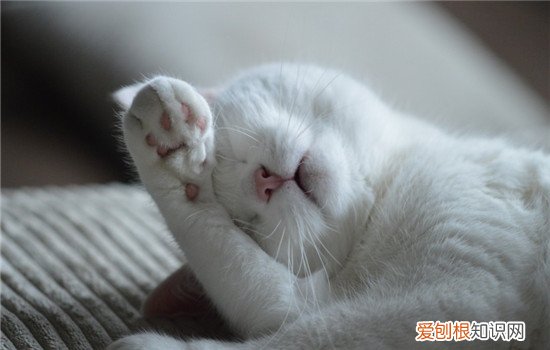 猫软骨病的症状,猫软骨病怎么治疗,猫软骨病是怎么引起的，猫软骨病发病