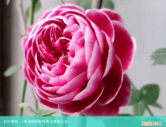 各类肥料的作用及使用方法 壮叶肥料