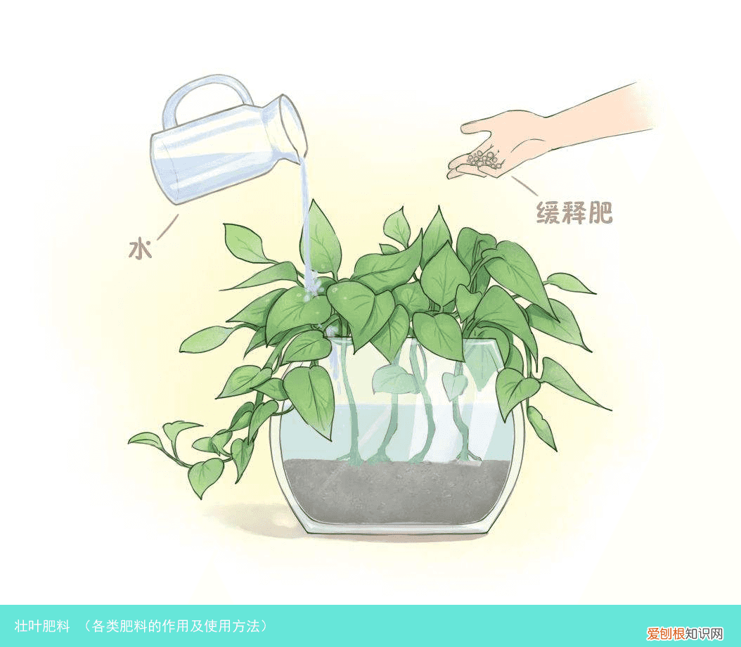 各类肥料的作用及使用方法 壮叶肥料