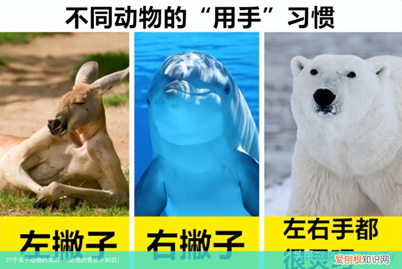 动物的奇妙小知识 27个关于动物的知识