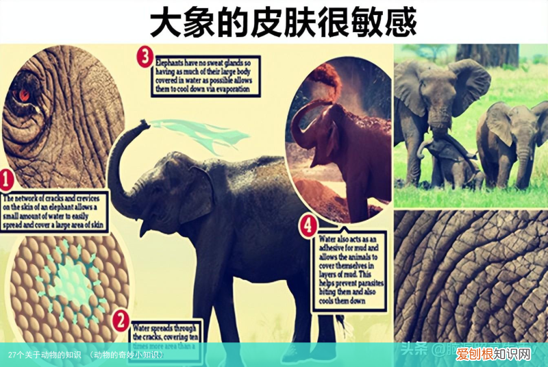 动物的奇妙小知识 27个关于动物的知识