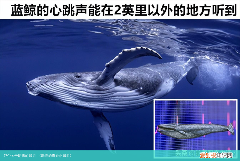 动物的奇妙小知识 27个关于动物的知识