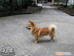 如何训练冰岛牧羊犬游泳，冰岛牧羊犬游泳训练，如何训练狗狗游泳