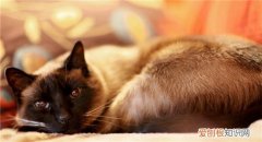 猫咪吐血水是怎么回事,猫咪吐血水但精神好,猫咪吐血水是什么原因，猫吐血水可能是什么病