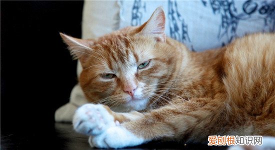 猫咪吐血水是怎么回事,猫咪吐血水但精神好,猫咪吐血水是什么原因，猫吐血水可能是什么病