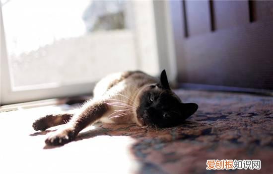 小猫夭折一般都什么原因,导致猫咪死亡的原因,刚出生的小猫夭折的情况