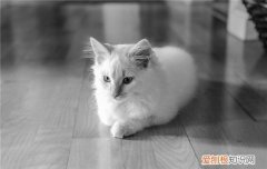 小猫夭折一般都什么原因,导致猫咪死亡的原因,刚出生的小猫夭折的情况