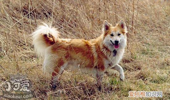冰岛牧羊犬怎么训练，冰岛牧羊犬训练方法，冰岛牧羊犬的缺点