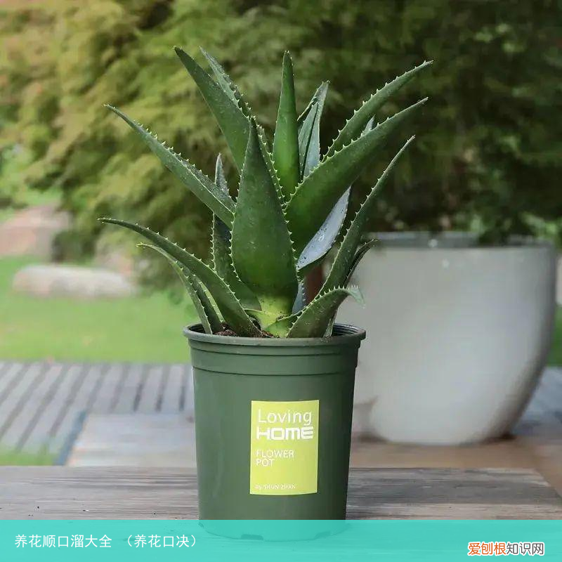 养花口决 养花顺口溜大全