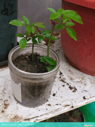 养花为什么不爱长新叶 养花为什么不爱长根