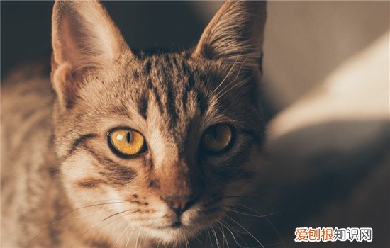 猫尿血什么原因引起,猫尿血怎么办,猫尿血是怎么回事，猫尿血什么原因引起怎样治疗