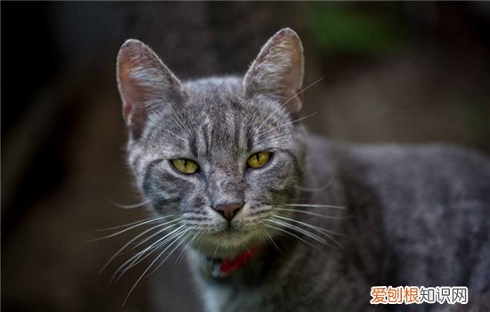 猫尿血什么原因引起,猫尿血怎么办,猫尿血是怎么回事，猫尿血什么原因引起怎样治疗