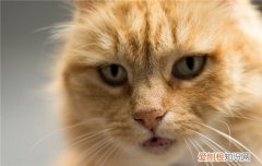 猫咪张着嘴巴呼吸急促怎么办,猫咪张着嘴巴是为什么,猫咪一直张着嘴巴