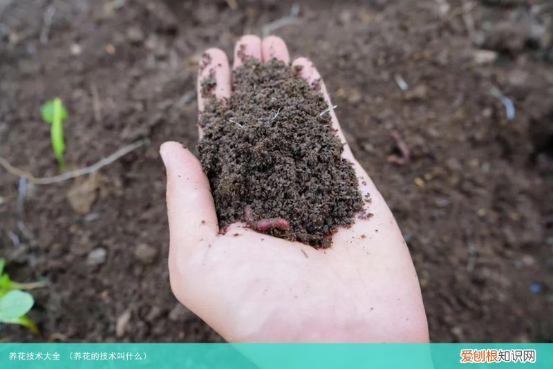 养花的技术叫什么 养花技术大全