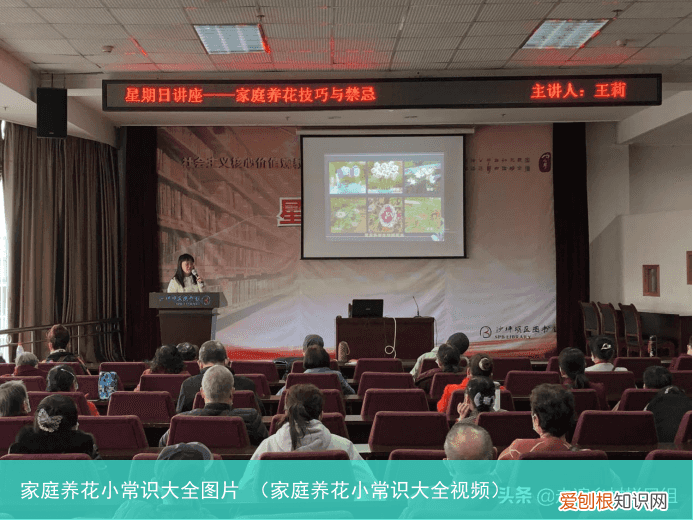 家庭养花小常识大全视频 家庭养花小常识大全图片