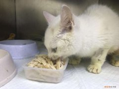 小猫一周吃几次鸡胸肉比较好 小猫一周吃几次鸡胸肉