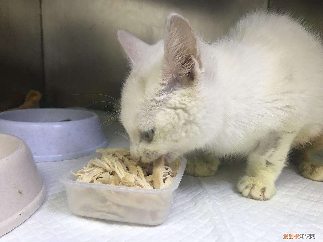 小猫一周吃几次鸡胸肉比较好 小猫一周吃几次鸡胸肉