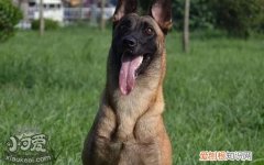 马里努阿犬随行怎么训练，马里努阿犬出门随行训练方法，如何训练马犬随行