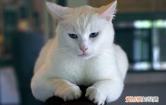 公猫尿路感染用药,公猫尿路感染吃什么药,公猫尿路感染用什么药，公猫尿路感染吃什么人吃的