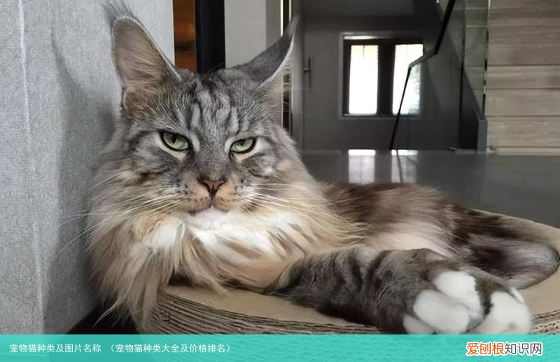 宠物猫种类大全及价格排名 宠物猫种类及图片名称