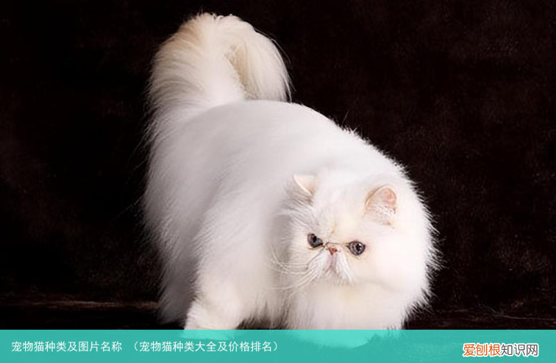 宠物猫种类大全及价格排名 宠物猫种类及图片名称