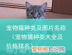 宠物猫种类大全及价格排名 宠物猫种类及图片名称