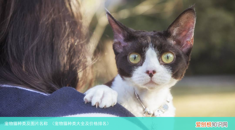 宠物猫种类大全及价格排名 宠物猫种类及图片名称
