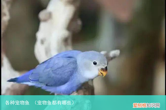 宠物鱼都有哪些 各种宠物鱼
