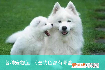 宠物鱼都有哪些 各种宠物鱼