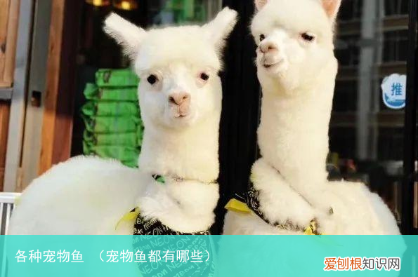 宠物鱼都有哪些 各种宠物鱼