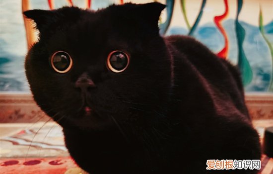 猫咪洗澡为什么会死 为什么有些猫洗了澡就死了的原因