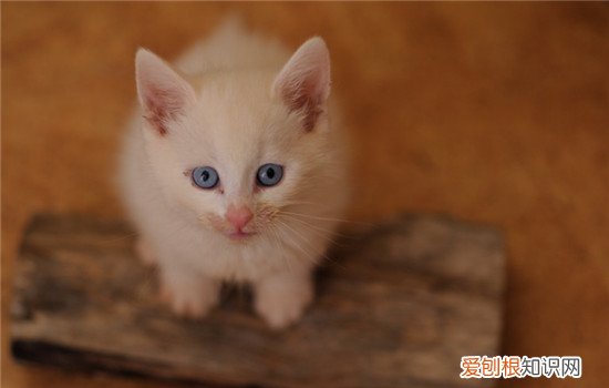 猫咪受伤了怎么办,猫咪受伤流血处理方法,猫咪受伤化脓了怎么办,猫伤口流脓了怎么办