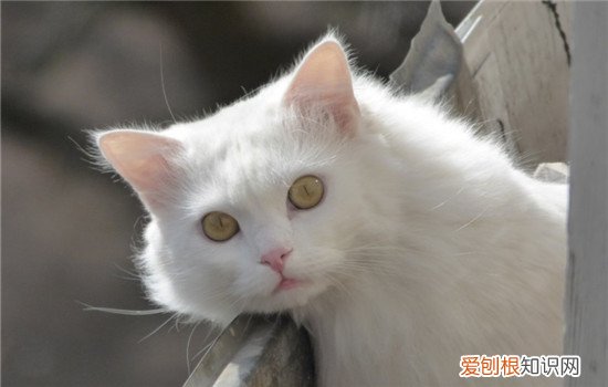 猫咪受伤了怎么办,猫咪受伤流血处理方法,猫咪受伤化脓了怎么办,猫伤口流脓了怎么办