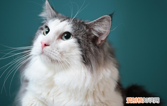 猫传腹早期症状,猫传腹症状,猫传腹最明显的症状，猫传腹表现症状